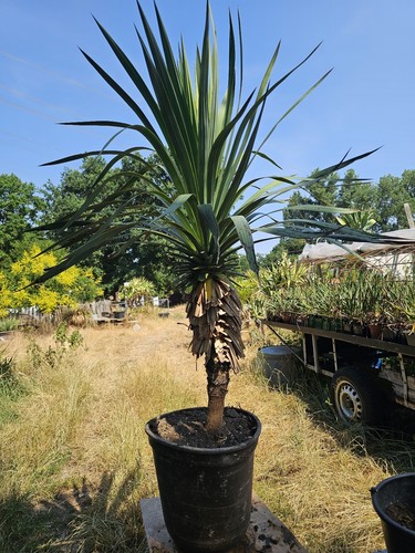 Yucca gloriosa 150 80 - 150, cm/80