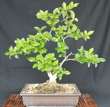 LIGUSTRUM JAPONICUM, LIGUSTRO