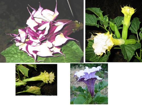 Datura mix 2 3 fach - 2-3,