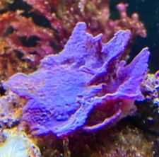 SPUGNA REEF acquario marino