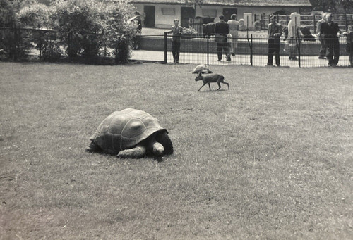 1956 frankfort zoo - zoo, germania