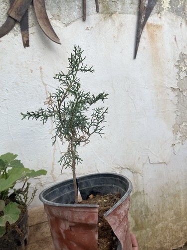 Bonsai ginepro juniperus - ginepro.,