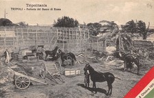 Cartolina Tripoli Tripolitania