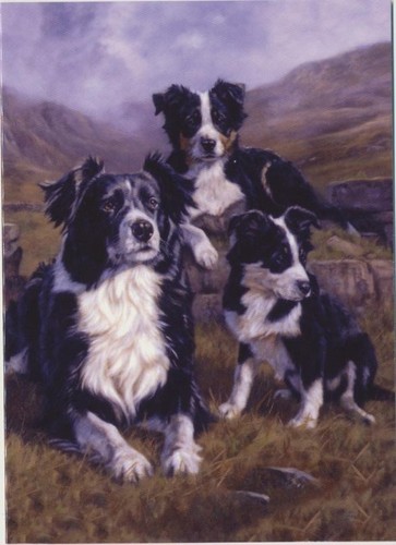 Border collie pecora cane - pecora,