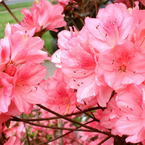 Azalea wakaebisu - qt.,