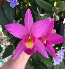 Sophronitis cernua x Laelia