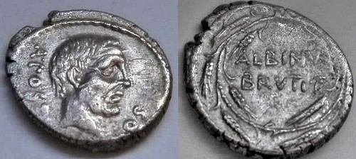 Bruto albino denaro 48 - albino., (48