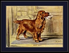 Stampa inglese Golden Cocker