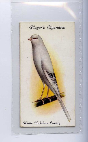 John players aviary - players,aviary, &
