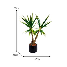 ZITIANYOUBUILD Dracaena
