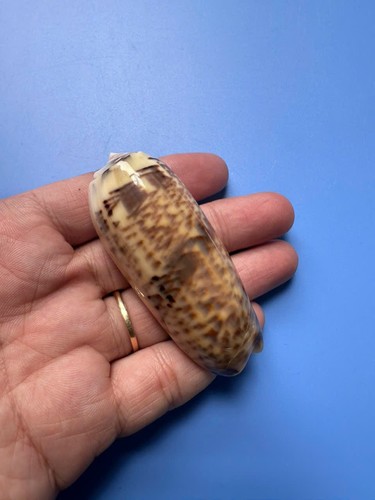 Oliva ornata - 69,1, |