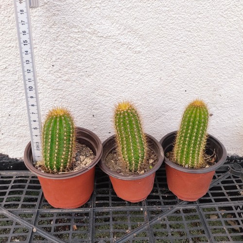Vaso ø 9 tricho - 9,