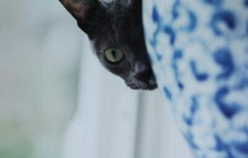 Cat Modern Postcard Siamese