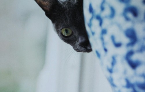 Cat modern postcard - postcard, siamese