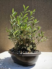 Old Fruiting Olive Tree