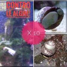 Detritivori 10 Lumache Turbo