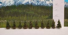 MOOSE CREEK TREE - Abete Pino