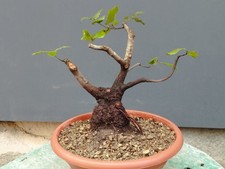 Pre-Bonsai Di Leccio 36x10cm