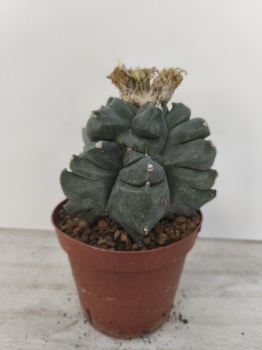 Astrophytum myriostigma kikko - astrophytum,