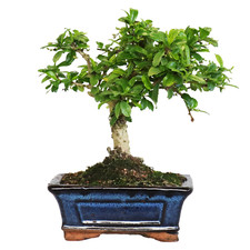 Bonsai Carmona - Bonsai Tè del Fukien Tè Coreano - Piante Vere da Appartamento