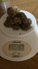 TARTUFO BIANCO 2 Scelta 30g gr