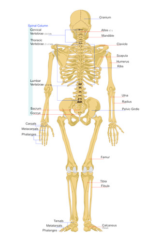 Scheletro umano anatomia