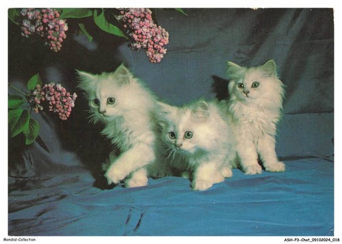 Ashp3 0147 chat tre - -, gattini