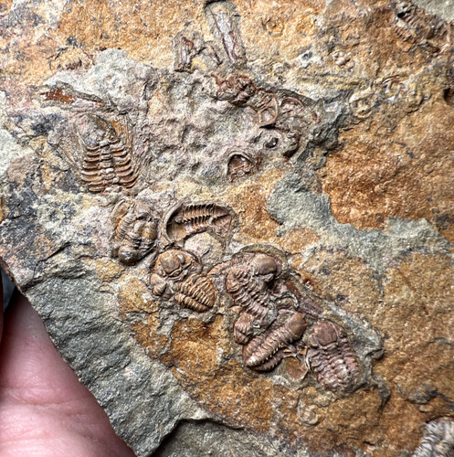 Agerina trilobite plate - agerina, with
