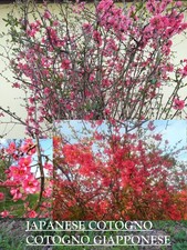 Pianta Plant Cotogno