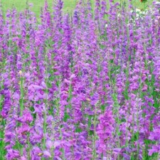 Penstemon ROCKY MOUNTAIN