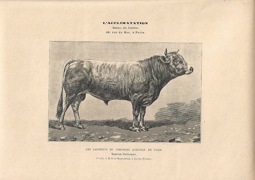 Stampa antica toro - antica, razza