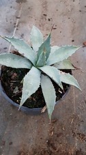 Agave parryi subsp. parryi