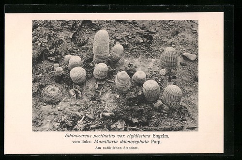 Cartolina cactus echinocereus - cartolina,