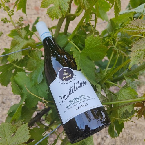 Verdicchio castelli jesi - castelli, di