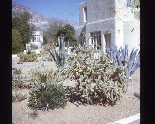 M013 arizona desert plants - arizona,