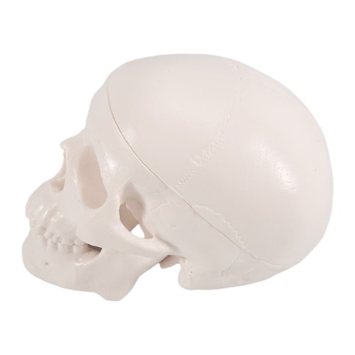 Modello cranio umano - di,