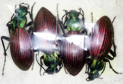 Ceroglossus chilensis