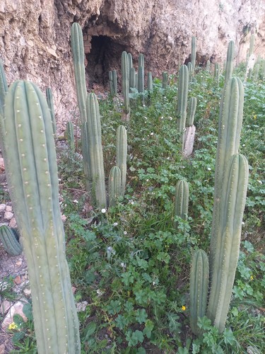 Cactus peruano cm - peruano, 45