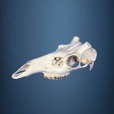 528SKU Teschio di cervo