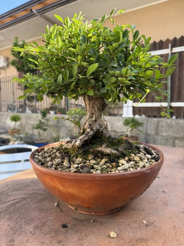 Bonsai olmo cinese h - bonsai,