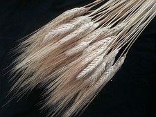 100 spighe grano - grano, naturale
