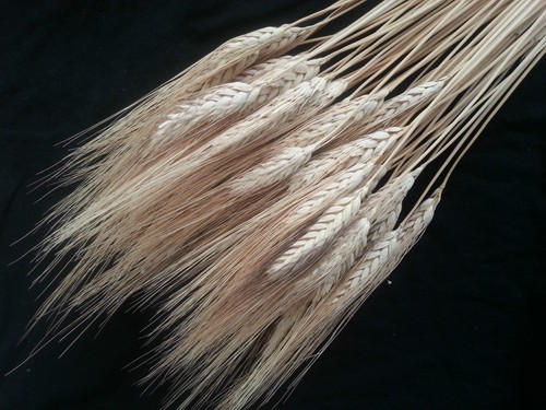 100 spighe grano naturale - 100,
