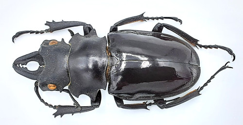 Lucanidae odontolabis - lucanidae,,