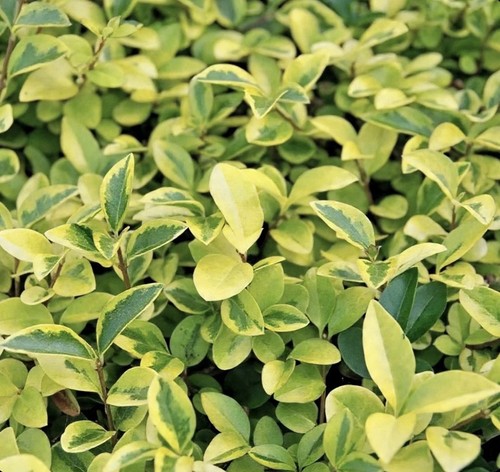 Ligustrum ovalifolium aureum - ligustrum,