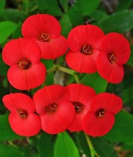 1 PIANTA DI EUPHORBIA MILII VASO 14CM