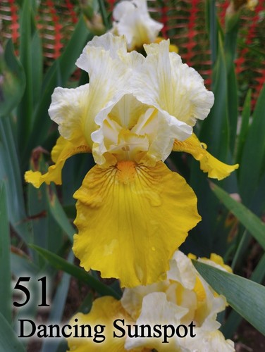Rizoma iris germanica - 1,