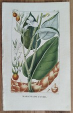 Maranta - Stampa botanica