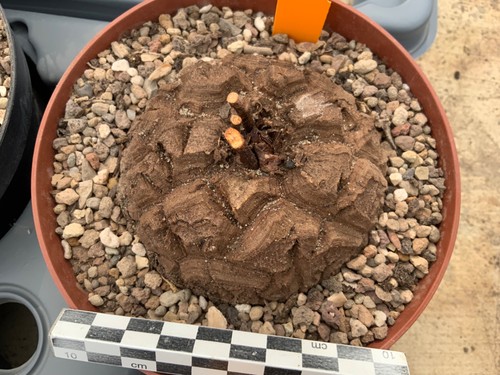 112 dioscorea elephantipes - 112,