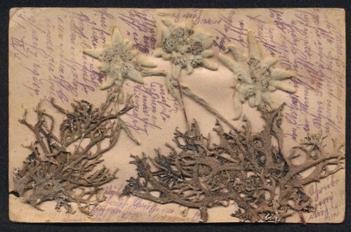 Cartolina fiori secchi - , drei