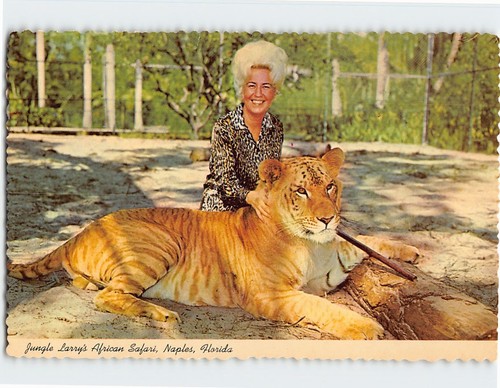 Cartolina tiger safari jane - tiger, &